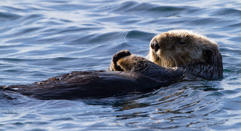 Sea Otter